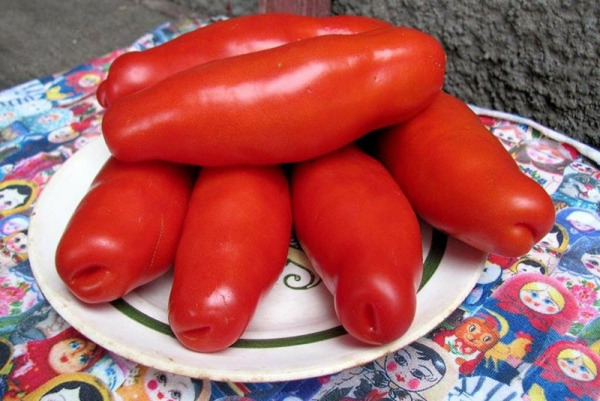 Сорт томата Жигало – оригинальная новинка для теплиц и открытого грунта